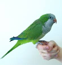 Maybe you would like to learn more about one of these? Quaker Or Monk Parakeets General Vca Animal Hospital