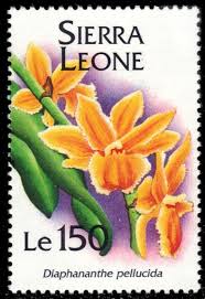 Image result for Diaphananthe pellucida