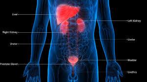 Side Effects Of Chemotherapy For Bladder Cancer Onco Com