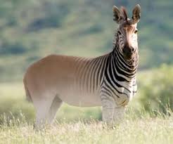 Birds That Start With Q Quagga Is The Plains Zebra That Found In South African Until It Becomes Extinct In A Late 19th Century The Quagga Has Bee Extinct Animals Animals Rare Animals