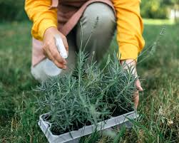 Image result for lavender cuttings