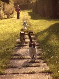 The Embarrassed Believer Reviving Christian Witness In An Age Of Unbelief By Hugh Hewitt 0849914191 9780849914195 Crazy Cats Animals Cats