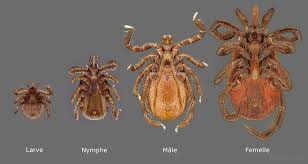 La maladie de lyme est causée par une bactérie appelée borrelia burgdorferi. Maladie De Lyme Et Virus Du Nil Occidental La Prudence Est De Mise Journal L Avenir Et Des Rivieres