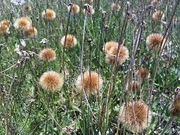 Image result for Exochaenium