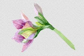 Purple Amaryllis Png Watercolor Flower Set Graphic By Mystocks Creative Fabrica Watercolor Flowers Amaryllis Botanical Flowers