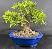Ficus Bonsai Trees: Ginseng and Retusa Plants at ...