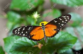 Sunflower family this butterfly has elongated forewings. Orange And Black Butterfly With White Spots On A Flower Stock Photo Picture And Royalty Free Image Image 13925883