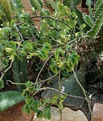 Image result for Adenia digitata