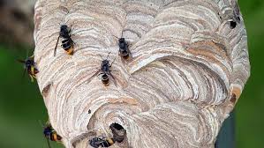 Essaim de guepe que faire. Que Faire Face A Un Nid De Guepes