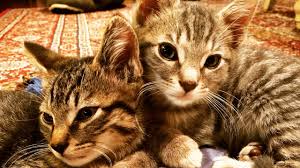Maybe you would like to learn more about one of these? Tabby Kittens Playing Very Cute Mackerel Tabby Kittens Youtube