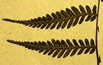 Image result for Arthropteris anniana