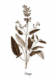 Printable Free Black And White Botanical Prints Black And White Botanical Print Sage 8x10 11x14 And Etsy Botanical Illustration Black And White Floral Tattoo Sleeve Cool Small Tattoos