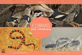 Tipos De Cobras Nao Venenosas Nomes Caracteristicas E Fotos Agora você pode ser membro do canal. tipos de cobras nao venenosas nomes