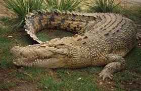 Disi Timsahlar Yumurtalari Icin Cok Farkli Bir Yuva Hazirlar Once Curumus Bitkileri Camurla Karistirir Ve Bu Tuzlu Su Timsahi Crocodiles Avustralya Hayvanlari