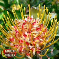 Image result for Leucospermum saxosum