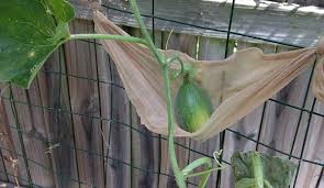 How do you prune a wisteria tree? 4 Ways To Keep Melons Off The Ground Hobby Farms