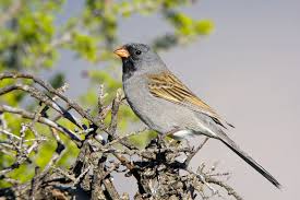 Image result for Spragueanella