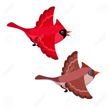 Vector Illustration Of Cartoon Flying Cardinals Isolated On White Royalty Free Cliparts Vectors And Stock Illustration Image 127373028 Download 1,132 cardinal cartoon stock illustrations, vectors & clipart for free or amazingly low rates! vector illustration of cartoon flying cardinals isolated on white