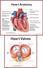 diagram of heart blood flow for cardiac nursing students