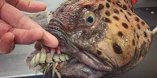 Arti mimpi mancing ikan di laut. Ikan Ikan Laut Dalam Yang Ditemukan Saat Mancing Skanaa