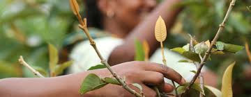 Image result for Harungana madagascariensis