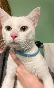 Found cat in Cedar Falls, Iowa, near Clay Park?