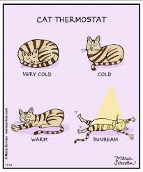 Purrmostat. | Cats | Know Your Meme