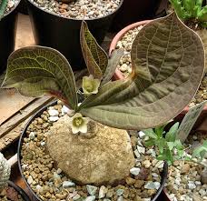 Image result for Adenia stenodactyla