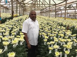 Did you scroll all this way to get facts about tulip like flowers? From A Small Shop To A Major Cut Flower Producer