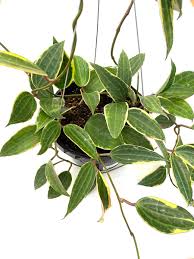 Image result for Mostuea microphylla