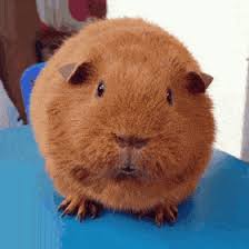 Bedtime stories film guinea pig. Latest Guinea Gifs Gfycat