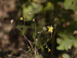 Image result for Pentanema indicum