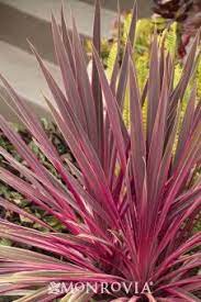 Electric Pink Cordyline Potted Plants Outdoor Plants Trees To Plant