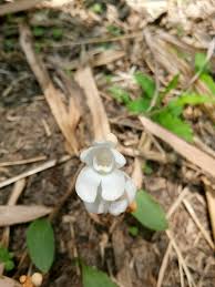 Image result for Didymoplexis