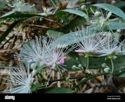 Image result for Capparaceae