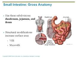 Fats are exclusively broken down in this part of the alimentary tract. What Is The Function Of Your Digestive System