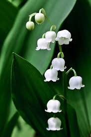 Lily Of The Valley Beautiful Flowers Pretty Flowers Spring Flowers