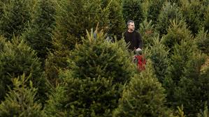 High to low nearest first. Where To Cut Down A Christmas Tree In The Hudson Valley In 2020