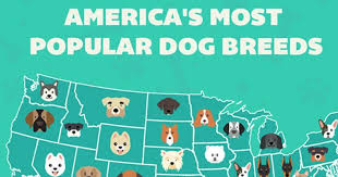 How Many Dog Breeds Are There In The United States Dogwalls