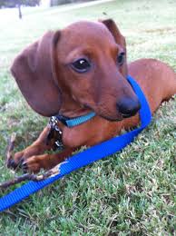 Our Boy Chase Red Short Haired Dachshund Dachshund Puppy Miniature Dachshund Puppies Dachshund Love