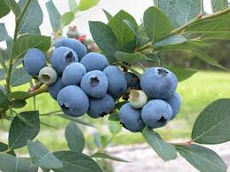 Need help keeping birds out of blueberry patch? Feeding Birds Fruit Attracts More Variety Of Birds Wild Bird Scoop