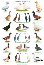 It is our purpose to provide a high quality of veterinary care in a loving manner so that your pet is helped to live a longer, happier, and healthier life. A4 Laminated Posters Breeds Of Ducks Etsy Bird Breeds Geese Breeds Animals Breeding