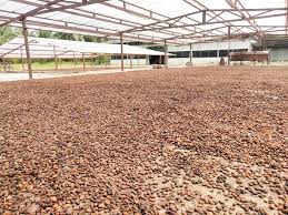 Lembaga koko malaysia ialah agensi / lembaga yang ditubuhkan oleh kerajaan malaysia bagi meningkatkan produktiviti tanaman dan industri koko di malaysia. Malaysia Perlu Manfaat Potensi Besar Industri Koko Global