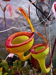 Image result for Fernandoa magnifica