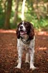 Spaniel Breeds: Identification and Photos