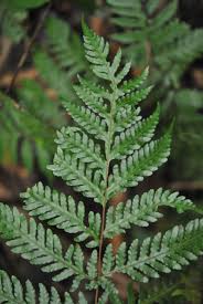Image result for Tectariaceae
