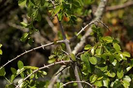 Image result for Scutia myrtina