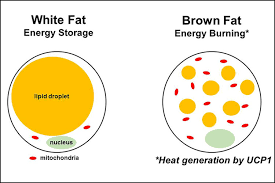 Maybe you would like to learn more about one of these? Brown Fat Flexes Its Muscle To Burn Energy And Calories Berkeley News