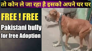 Adopt a pet, karachi, pakistan. Free Free Pakistani Bully Dog For Free Adoption Youtube