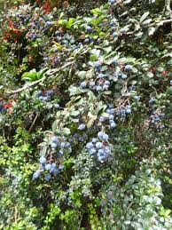 Image result for Berberis darwinii